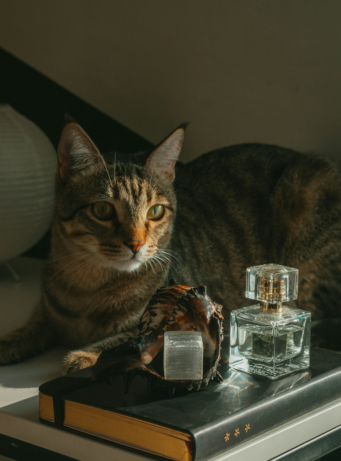 a cat laying on top of a table next to a bottle of perfume